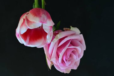 Siyah arka planda pembe gül ve lale çiçekleri 