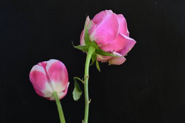 Siyah arka planda pembe gül ve lale çiçekleri 