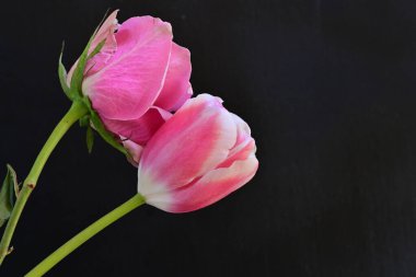 Siyah arka planda pembe gül ve lale çiçekleri 