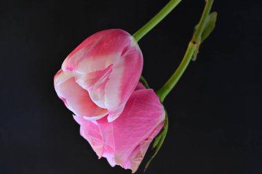 Siyah arka planda pembe gül ve lale çiçekleri 