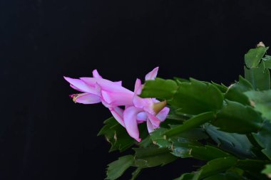 koyu arka plan üzerinde güzel pembe çiçekler