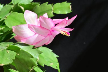 koyu arka plan üzerinde güzel pembe çiçekler