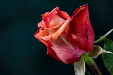 Siyah bir arka planda izole edilmiş güzel bir gül.