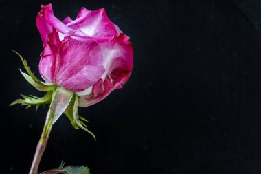 Siyah arka planda güzel pembe bir gül 