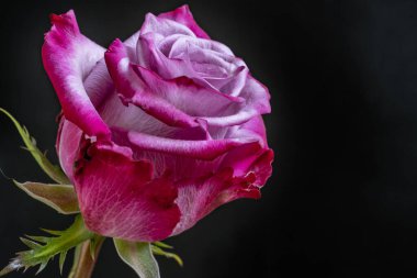 Siyah arka planda güzel pembe bir gül 