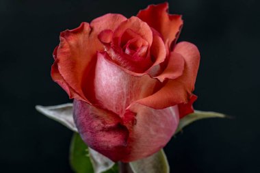 Siyah bir arka planda izole edilmiş güzel bir gül.