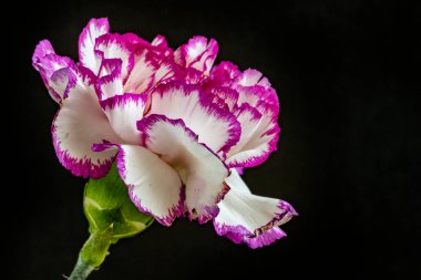 Siyah arka planda güzel pembe çiçekler