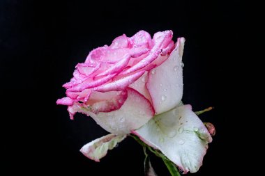 Siyah arka planda güzel pembe bir gül 