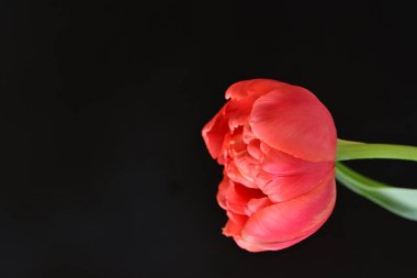 Siyah zemin üzerinde güzel kırmızı lale çiçeğinin yakın plan görüntüsü            