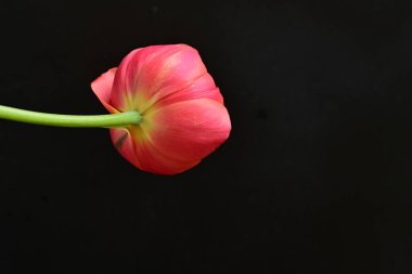 Siyah zemin üzerinde güzel kırmızı lale çiçeğinin yakın plan görüntüsü            