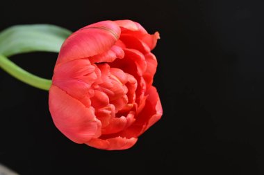 Siyah zemin üzerinde güzel kırmızı lale çiçeğinin yakın plan görüntüsü            