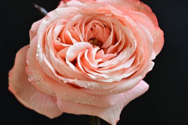 Koyu arkaplanda güzel pembe bir gül çiçeği                        