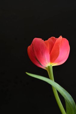 Siyah zemin üzerinde güzel kırmızı lale çiçeğinin yakın plan görüntüsü            