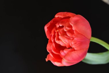 Siyah zemin üzerinde güzel kırmızı lale çiçeğinin yakın plan görüntüsü            