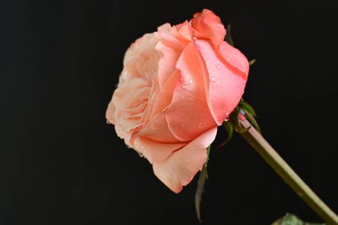 Koyu arkaplanda güzel pembe bir gül çiçeği                        