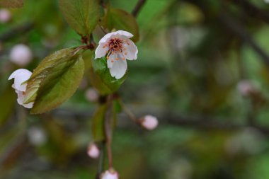 Ağaçta çiçek açan muhteşem çiçeklere yakın. 