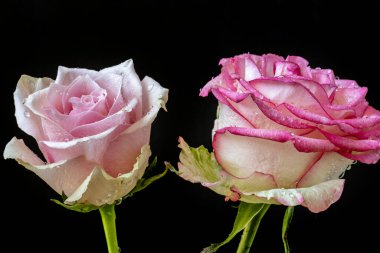 Koyu arkaplanda güzel pembe gül çiçekleri                      