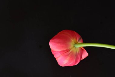 Siyah zemin üzerinde güzel kırmızı lale çiçeğinin yakın plan görüntüsü            