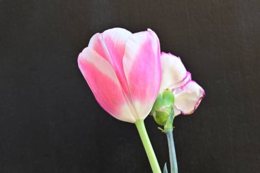 Güzel pembe lale ve karanfil çiçeği siyah bir arkaplanda