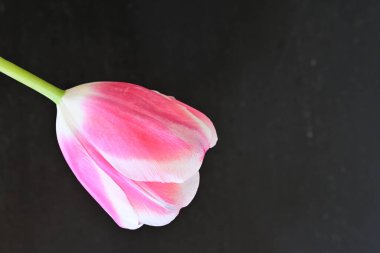 Pembe lale siyah arkaplanda izole edildi 