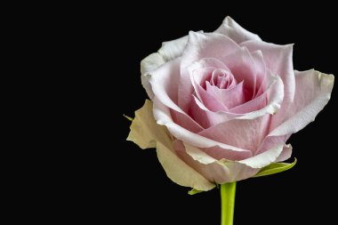 Pembe gül siyah arkaplanda izole edilmiş.