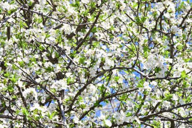 Bahçedeki kiraz çiçekleri mavi gökyüzüne karşı 