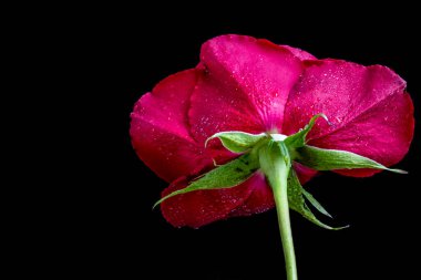 Koyu arkaplanda güzel bir gül