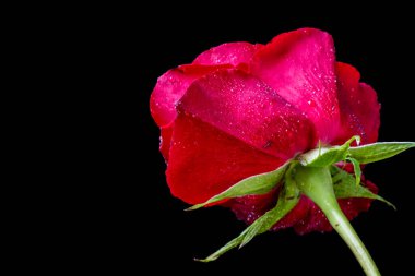 Koyu arkaplanda güzel bir gül