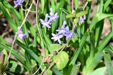 Güneşli yaz gününde bahçede yetişen güzel mor çiçekler.