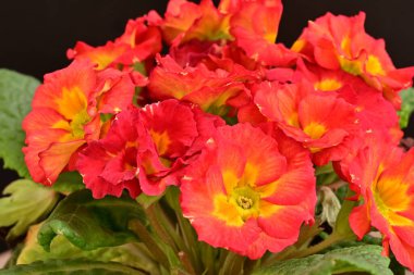 Güzel portakal çiçekleri, çiçek konsepti arka plan