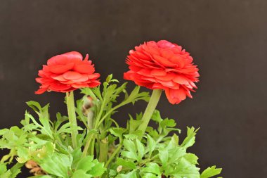 Güzel kırmızı ranunculus çiçekleri siyah arkaplanda izole edilmiş.