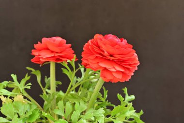 Güzel kırmızı ranunculus çiçekleri siyah arkaplanda izole edilmiş.