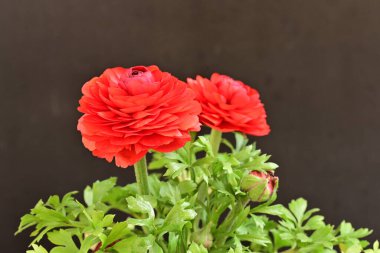 Güzel kırmızı ranunculus çiçekleri siyah arkaplanda izole edilmiş.