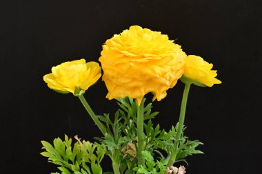 Güzel sarı ranunculus çiçekleri siyah arkaplanda izole edilmiş.