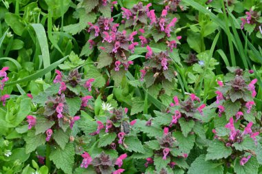 bahçede büyüyen güzel pembe çiçekler