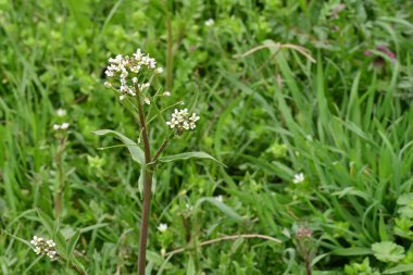 Taze yeşil bitkiler ve bahçede büyüyen beyaz çiçekler.