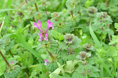 bahçede büyüyen güzel pembe çiçekler
