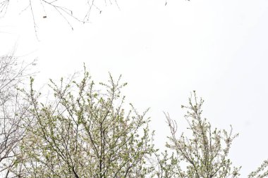 Yeşil yapraklı ağaç dalları  