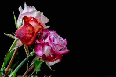 Koyu arkaplanda güzel güller, kapatın. 