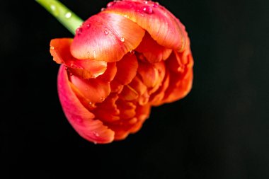 Siyah zemin üzerinde güzel bir lale. Yakın plan. 