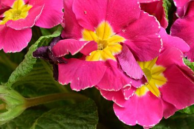 Renkli bahar çiçekleri. çok renkli çuha çiçeği.