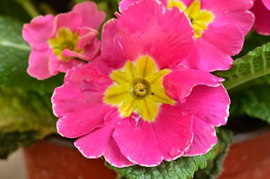 Renkli bahar çiçekleri. çok renkli çuha çiçeği.