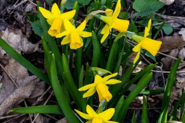 Bahçede yetişen sarı çiçekleri kapatın.