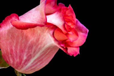 Koyu arkaplanda güzel bir gül, kapat. 