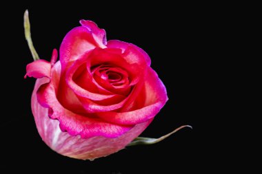 Koyu arkaplanda güzel bir gül, kapat. 