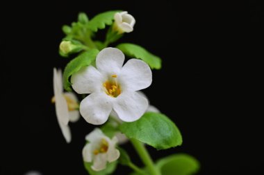 Siyah arka planda güzel beyaz çiçekler