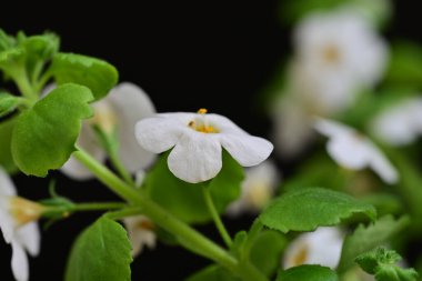 Siyah arka planda güzel beyaz çiçekler