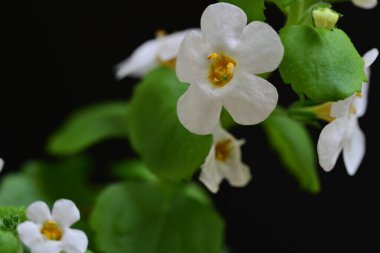 Siyah arka planda güzel beyaz çiçekler