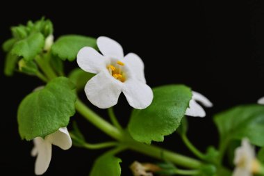 Siyah arka planda güzel beyaz çiçekler