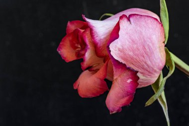 Koyu arkaplanda güzel bir gül